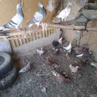 کبوتر