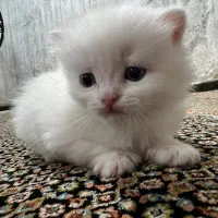 گربه نژاد دار
