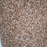 لوبیا قرمز و چیتی|خوردنی و آشامیدنی|اصفهان, سرشبادران|دیوار