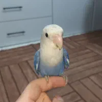 طوطی برزیلی