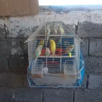 فروش مرغ عشق|پرنده|نقده, |دیوار