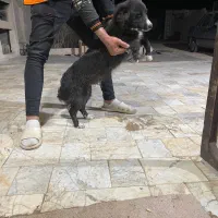 سگ تریر مشکی|سگ|تهران, والفجر|دیوار