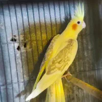 دوکت لوتینو