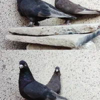 نروماده سرکه ای|پرنده|شیراز, شهدای شهرک سعدی|دیوار