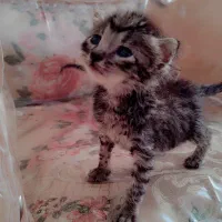 گربه های بانمک