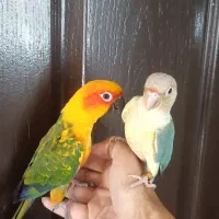 جوجه سرلاکی راهب خورشیدی کوتوله گرینچیک سانچیک