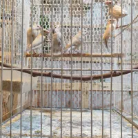 جوجه فنچ شکلاتی سایز درشت