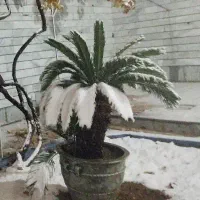 درختچه نخل معمولی همراه گلدان سفالی قدیمی