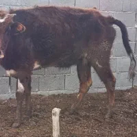 گاو جوان آبستن از بهترین تلقیح سیمینتال شرابی