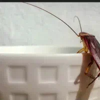 سم پاشی سوسک وساس|خدمات نظافت|حمیدیا, |دیوار