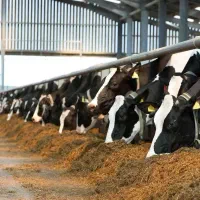 استخدام کارگر در دامداری (شیردوشی و محوطه)