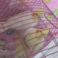 عروس هلندی مولد لوتینو روی تخم|پرنده|ارومیه, |دیوار