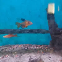 ماهی آکواریومی|ماهی|اردبیل, |دیوار