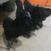 مرغ وخروس مرندی|حیوانات مزرعه|خمینی‌شهر, |دیوار