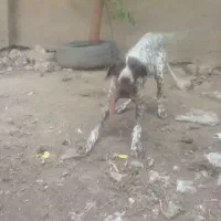 توله شکاری میکس
