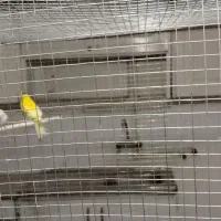 قناری|پرنده|اسفراین, |دیوار