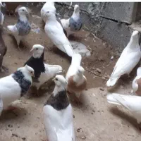 طوقی هفت رنگ