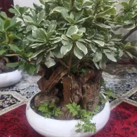 بونسای ابلغ خارجی|گل و گیاه طبیعی|اهواز, کمپلو جنوبی|دیوار