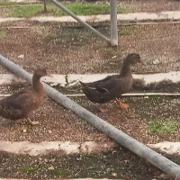دو عدد اردک به فروش میرسد