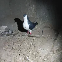 کفتر کبوتر|پرنده|مشهد, کشف|دیوار