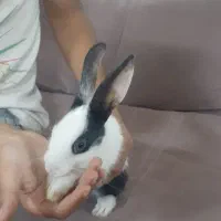 خرگوش بازیگوش مفت