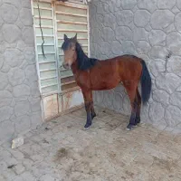 معاوضه کره اسب با موتور یا گوسفند