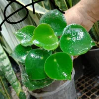 خرفه|خوردنی و آشامیدنی|مشهد, گاز|دیوار