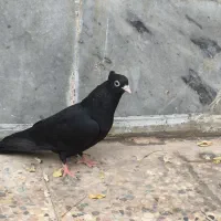 جوجه زاغ|پرنده|مسجد سلیمان, |دیوار
