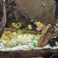 آکواریوم همراه با ماهی|ماهی|اصفهان, خانه اصفهان|دیوار