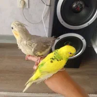 عروس هلندی با مرغ عشق|پرنده|قدس, شهرقدس|دیوار