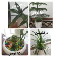 گل و گیاه با گلدان و زیر گلدانی سرامیکی و کود خوب|گل و گیاه طبیعی|شیراز, ارم|دیوار
