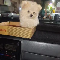 پامر خرسی|سگ|نسیم‌شهر, |دیوار