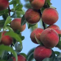 نهال های پیوندی و پایه خارجی|خدمات باغبانی و درختکاری|کرمان, |دیوار