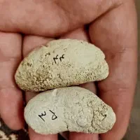 مهره اصل