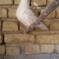 چند جفت کفتر سرور و سوسکی و جوجه|پرنده|پاکدشت, خاتون آباد|دیوار