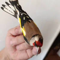 سهره|پرنده|سیرجان, |دیوار