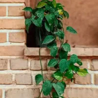 مغازه جهت اجاره(کوچه آرمان 7)