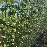 صنوبر وکبوده خان بابا|خدمات باغبانی و درختکاری|محمدبار, |دیوار