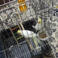 عروس هلندی مولد