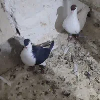 کفتر چادری افغانی|پرنده|محمدشهر, محمدشهر|دیوار