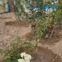 باغچه سند دار قابل ساخت بنا|فروش زمین و ملک کلنگی|شهریار, شهریار|دیوار