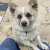 سگ پامرین|سگ|میبد, |دیوار