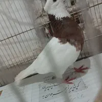 کفتر طوقی نر