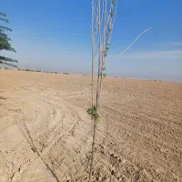 زمین کشاورزی اجاره داده میشود