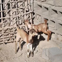 کهر شیرخوار میجاک