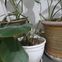 ۶ تا گل و گلدان همه با هم ۸۵۰ تومن|گل و گیاه طبیعی|یزد, |دیوار