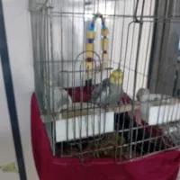 یک جفت عروس هلندی