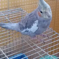 پرندگان