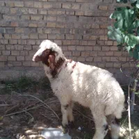 2 عدد بره گوسفند نر