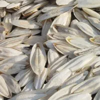 کف دریا